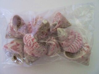 Muscheln naturbelassen