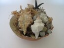 Muscheln naturbelassen