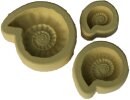 Gießform Fossilien 65  x 58 x 15 mm (mittlere Größe) angestaubt II Wahl